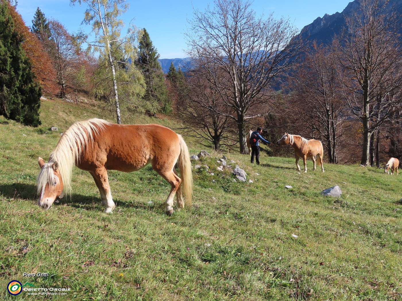 41 Bei cavalli al pascolo.JPG